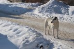 В Селемджинском районе сельчанин заплатит штраф за самовыгул собак