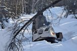 В Зейском округе стало больше лосей: амурские охотоведы прошли больше четверти учетных маршрутов