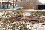 За год амурчане 200 раз пожаловались на бездомных собак в областное управление ветеринарии