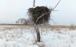 В амурских заказниках ждут возвращения аистов и проводят ремонт гнезд