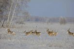 В Мазановском округе в закрытые сроки охоты браконьеры застрелили самца косули