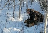 В Благовещенском округе туристы спасли попавшую в капкан лису