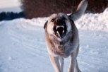 В северном селе Приамурья собака напала на девочку