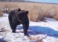 Фото: Хинганский заповедник