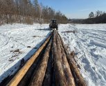 В пригороде Благовещенска житель срубил сосны на дрова и возместил ущерб