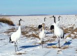 Журавлиха Снежинка летит из теплых краев домой в Амурскую область