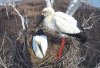 Полюбившимся амурчанам аистам из Березовского заказника предложили дать имена