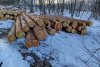 Житель Архаринского округа нелегально напилил лиственниц на 2,2 миллиона рублей