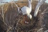 В гнезде аистиной семьи Амура и Зеи из Березовского заказника появилось второе яйцо