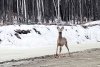 «Хочется показать красоту другим»: амурский фотоблогер поделилась видео встречи с самцом косули