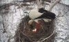 В Березовском заказнике у аистов Амура и Зеи появилось третье яйцо