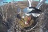 Кладка в гнезде знаменитой пары аистов из Березовского заказника пополнилась еще одним яйцом