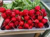 Как и когда сеять редис, морковь и чеснок: агроном рассказал, какие овощи не боятся заморозков