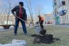 Вместо спиленных карагачей в «Аллее молодежи» Белогорска высадили 15 саженцев манчжурского ореха