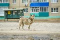 Фото: Алексей Сухушин