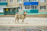Владелец собаки из Магдагачей заплатил 50 тысяч рублей за нападение животного на ребенка