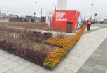 В Благовещенске в этом году высадят 26 тысяч цветов и декоративно-лиственных растений