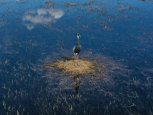 В Амурской области с воздуха начали считать аистов и журавлей