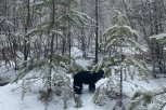 В воскресенье на севере Приамурья пройдет мокрый снег