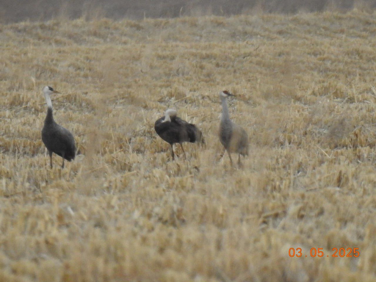 Канадский журавль (справа) в группе черных журавлей. Фото: t.me/amur_birds