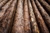 Житель Архаринского округа нелегально нарубил лиственниц на 650 тысяч рублей и пошел под суд