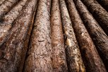 Житель Архаринского округа нелегально нарубил лиственниц на 650 тысяч рублей и пошел под суд