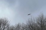 Во время тушения огромного пала в Тамбовском округе пожарные спасли гнездо аиста