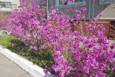 В предпраздничный майский день в Приамурье потеплеет до +21 градуса и прогремит гроза