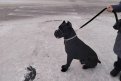 Фото: t.me/vet_ao