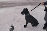С начала года в Приамурье выявили почти 100 нарушений требований к содержанию домашних животных