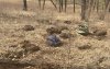 Двух иностранцев депортируют из России за уничтожение краснокнижных растений в амурском заказнике