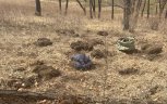 Двух иностранцев депортируют из России за уничтожение краснокнижных растений в амурском заказнике