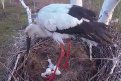 Скриншот видео