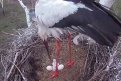 Скриншот видео