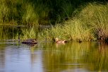 В Приамурье завершилась охота на водоплавающую дичь