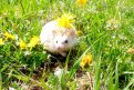Фото из архива конкурса АП «Приамурье распустилось — 6»