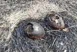 В масштабном пожаре в Муравьевском парке сгорело множество птиц и млекопитающих