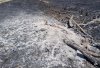 «Птицы не успеют до зимы вырастить новое потомство»: история волонтера горевшего Муравьевского парка