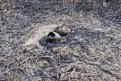 Фото: t.me/amur_birds