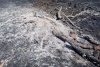 Природоохранная прокуратура оценит ущерб от пожара в Муравьевском заказнике