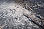 Природоохранная прокуратура оценит ущерб от пожара в Муравьевском заказнике