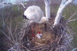В гнезде Амура и Зеи из Березовского заказника появился третий птенец