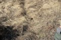 Фото: t.me/ohotaamur28