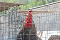 Фото: t.me/blagraionamur