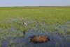В долине амурской реки Алим гнездятся даурские и японские журавли