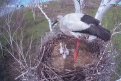 Фото: Скринот видео t.me/amur_birds