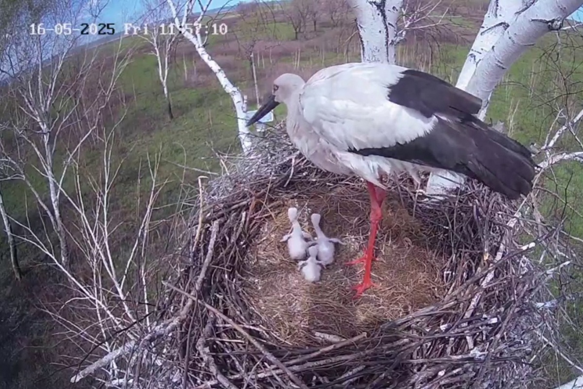 Фото: Скринот видео t.me/amur_birds