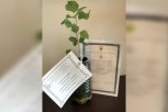 Волгоградский тополь Победы будет расти в благовещенском парке «Патриот»