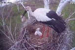 Минус еще один малыш: в амурском Березовском заказнике аист избавился от второго птенца