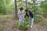 Какие хвойные растения лучше всего приживаются в амурском климате: что купить в сад